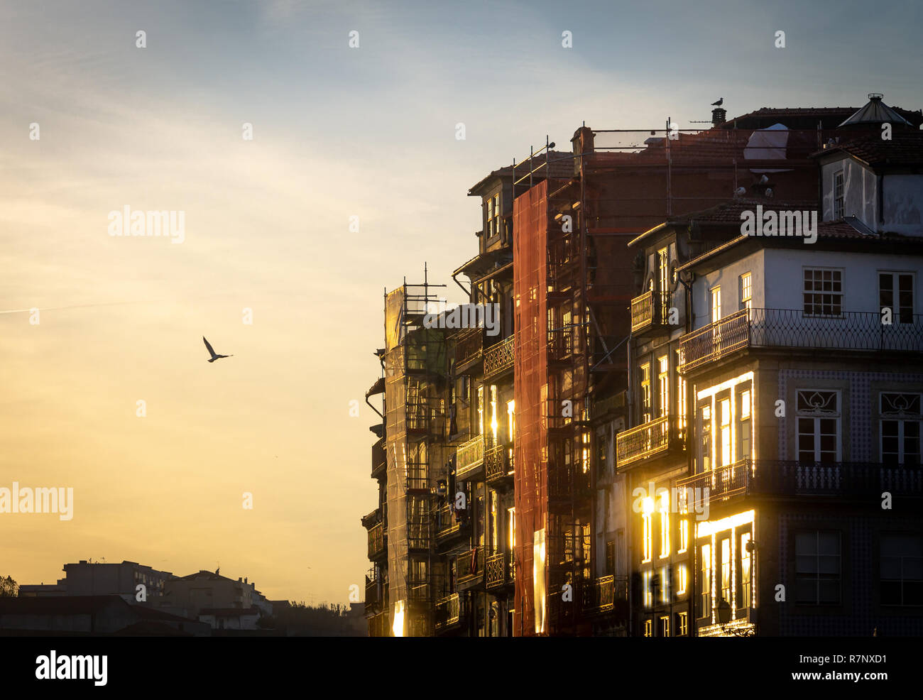 Seitliche Sicht auf verschiedene Gebäude, Fassaden im Bau in Porto, Portugal, unter der späten warmes Licht von der Sonne. Möwe das Fliegen in den Himmel. Warme l Stockfoto