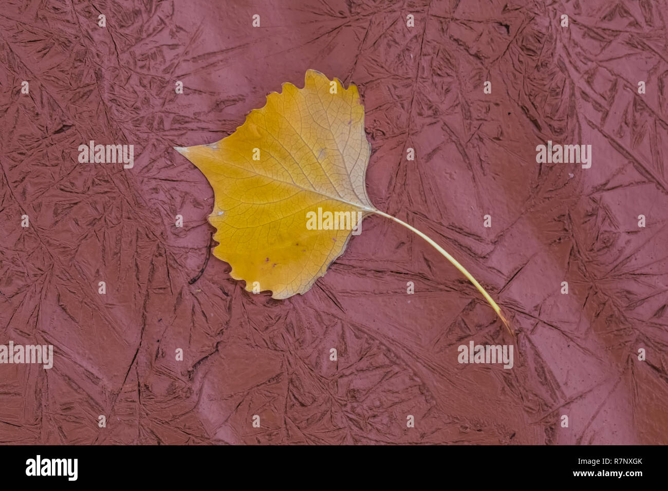 Gefallenen Fremont Cottonwood, Populus fremontii, Blatt auf Schlamm nach einem Flash Flood, mit Tamarisken blatt Abdrücke im Schlamm, in der Nähe von Moon House Ruin auf Cedar M Stockfoto