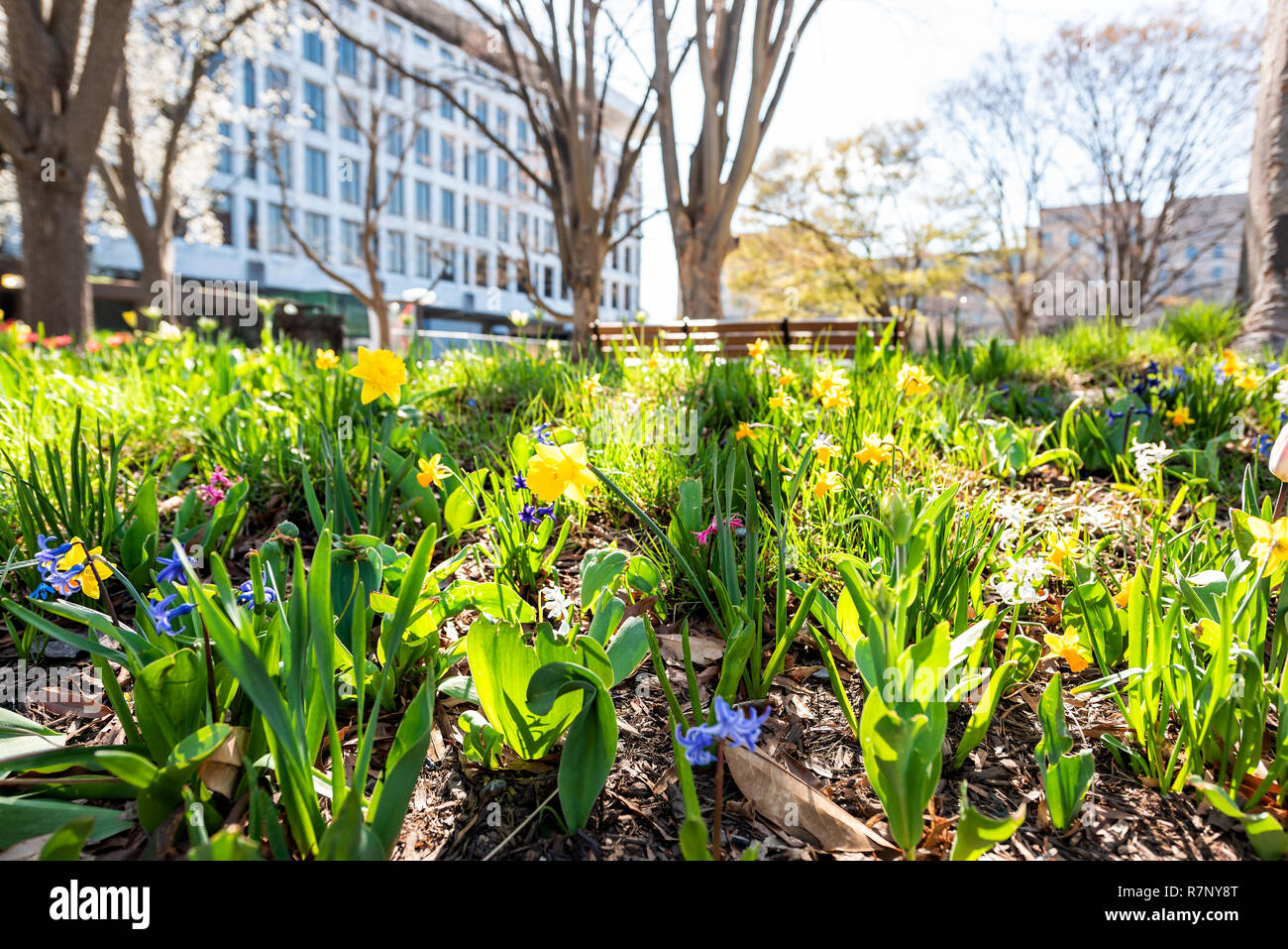 Weitwinkel closeup Frühjahr Narzisse urban gelbe Blumen in Washington DC City street Downtown, sonnige Sonnenlicht bunte Stockfoto