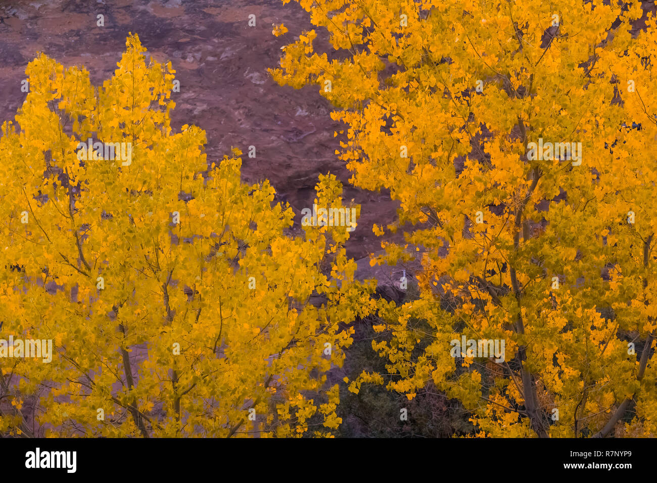 Herbst Fremont Pappeln, Populus fremontii, McLoyd Canyon unter Mond Haus Ruine auf Cedar Mesa, einst Teil der Bären Ohren National Monument, Massachusetts, Stockfoto