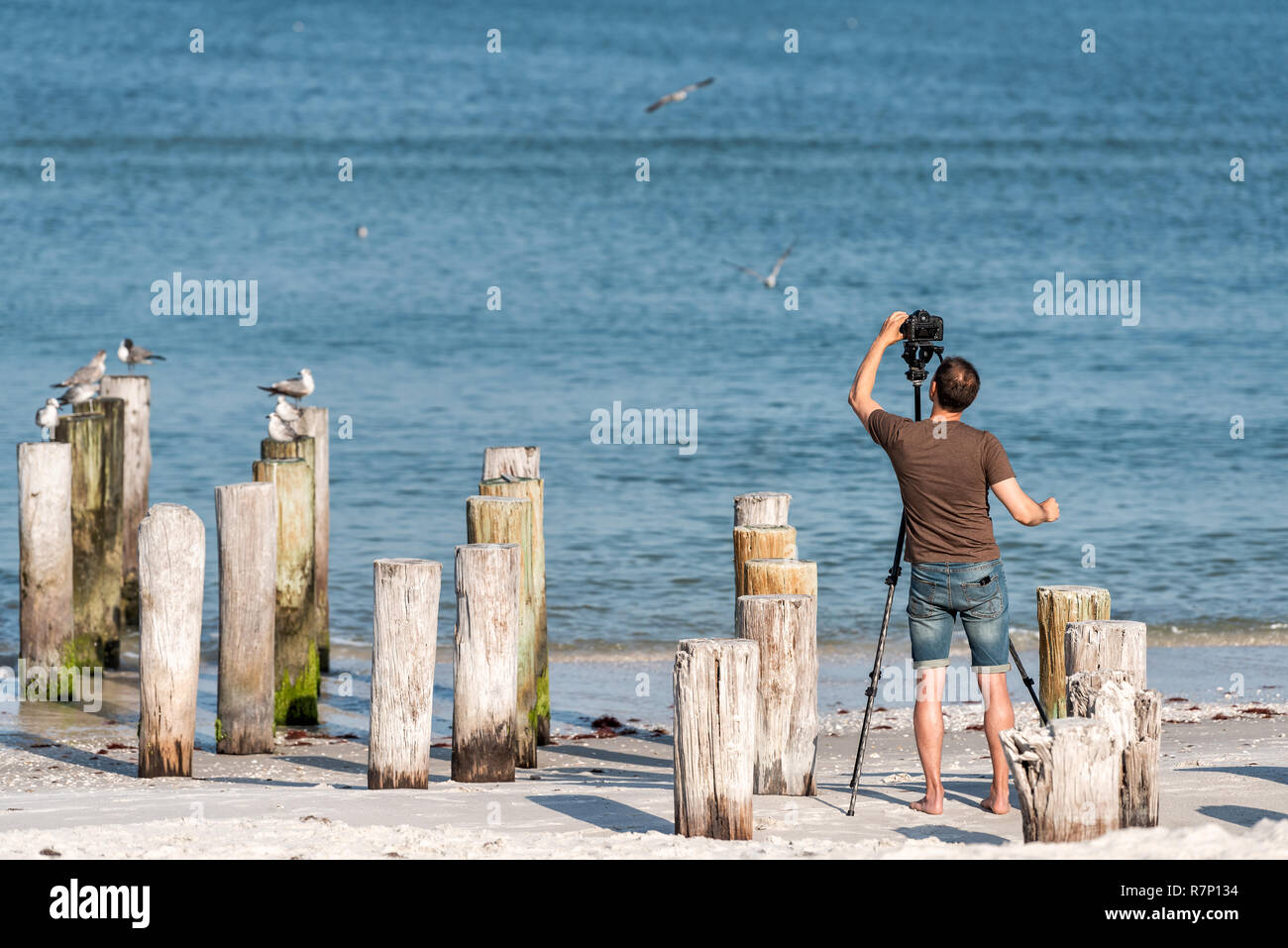 Old Naples, Florida pier Pfähle im Golf von Mexiko mit hölzernen Säulen, Vögel am Ocean Beach, Mann fotografieren mit Stativ und Kamera fotografieren, Stockfoto
