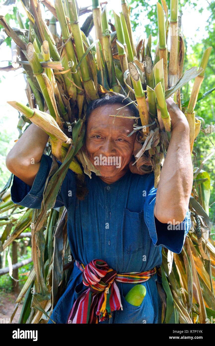 Thailand, Nord-thailand, Bambus Ernte Stockfotografie - Alamy