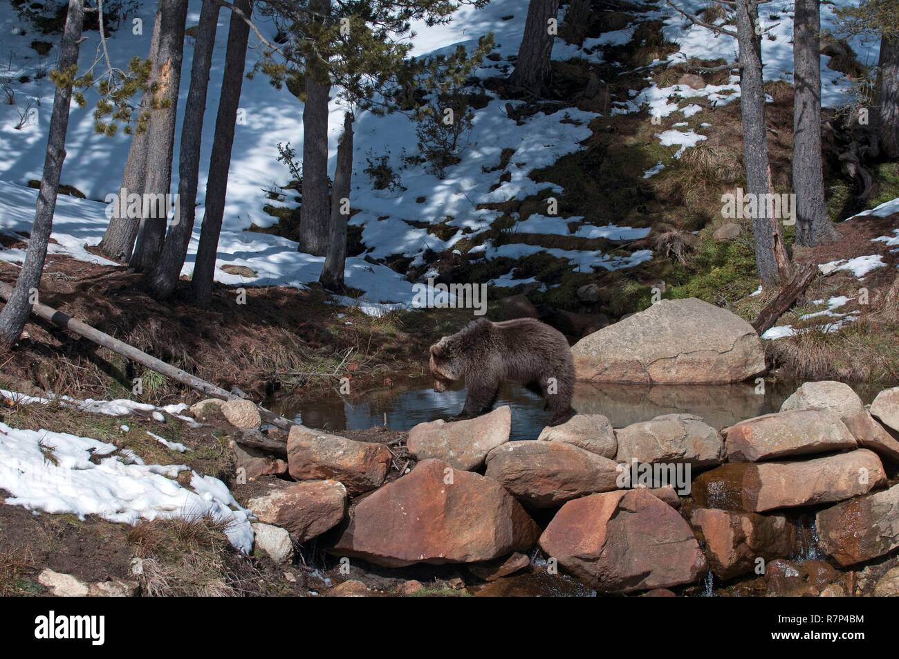 Pyrenäen, Braunbär Ende des Winters (Ursus arctos) Stockfoto