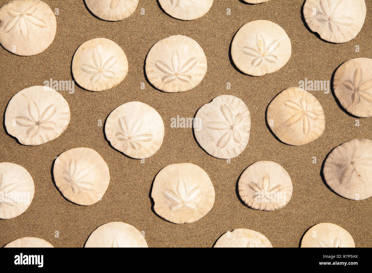 Sand Dollar in Muster auf Braun Strand Sand. Stockfoto