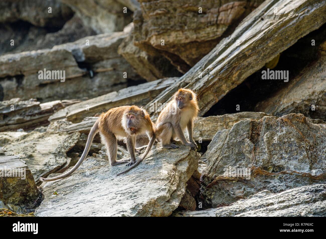 Thailand Songkhla Provinz, Tarutao National Marine Park, Ko Tarutao Insel, Ao Molae Bay, Krabben - essen Makaken (Macaca fascicularis) Stockfoto