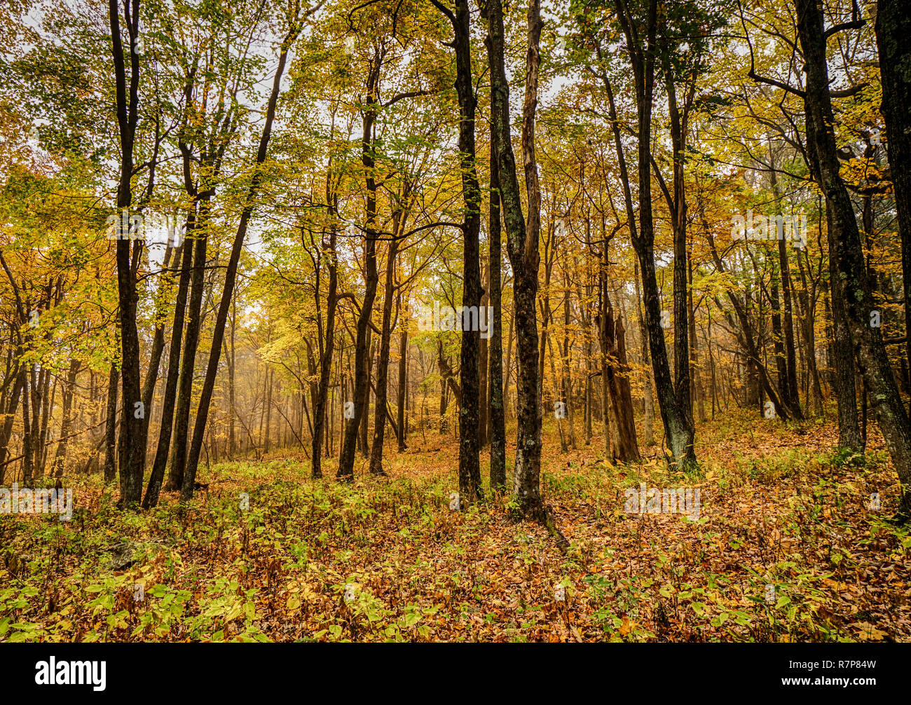 Hintergrund der Bunte Herbst Laub Wald in den Appalachen von Virginia Stockfoto