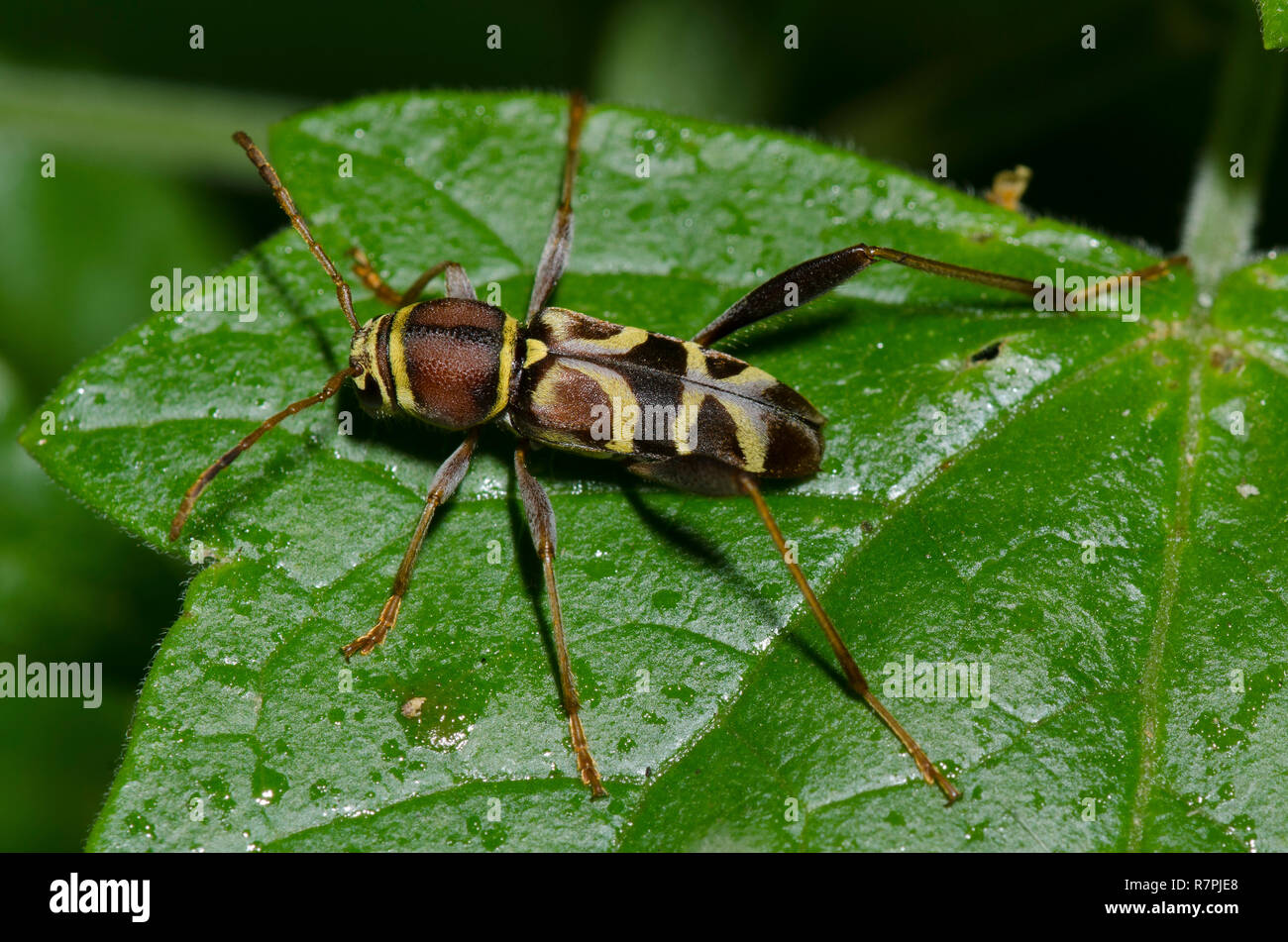 Langhörnigen Käfer, Neoclytus mucronatus Stockfoto