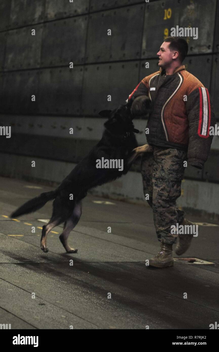 EAST CHINA SEA (4. April 2017) Lance Cpl. Alex Marquissee, von Appleton, Wis., und militärische Gebrauchshund (MWD) Sjonnie, Durchführung eines MWD-Demonstration in das Deck des amphibious Transport dock USS Green Bay LPD (20). Green Bay, Teil der Bonhomme Richard Expeditionary Strike Group, mit 31 Marine Expeditionary Unit begonnen, ist auf einer Routinepatrouille in der Indo-Asia - Pazifik Region warfighting Bereitschaft und Haltung als ready-Response Force für jede Art der Kontingenz zu verbessern. Stockfoto