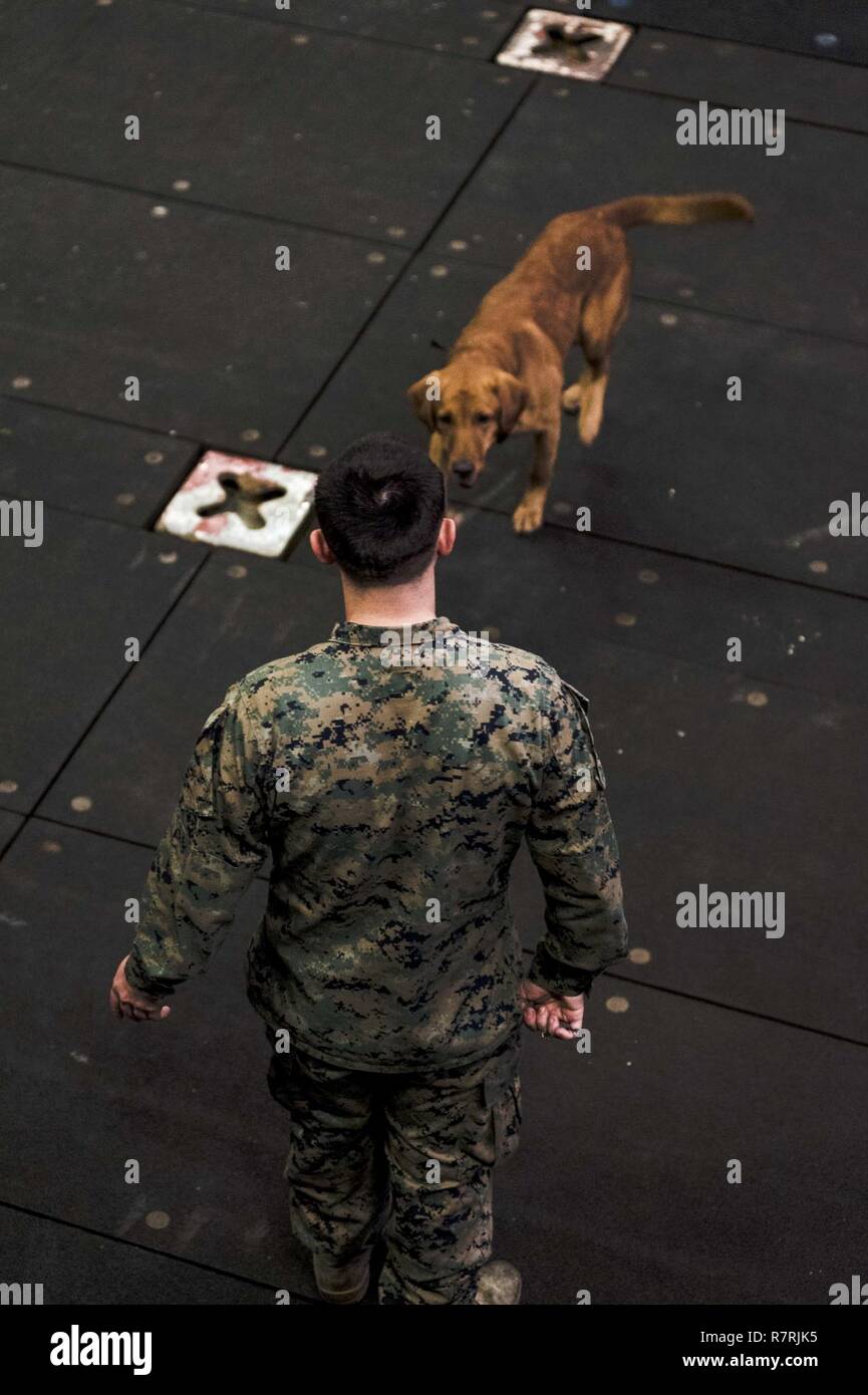 EAST CHINA SEA (4. April 2017) Lance Cpl. Alex Marquissee, von Appleton, Wis., und militärische Gebrauchshund (MWD) Gage, leiten Sie einen MWD-Demonstration in das Deck des amphibious Transport dock USS Green Bay LPD (20). Green Bay, Teil der Bonhomme Richard Expeditionary Strike Group, mit 31 Marine Expeditionary Unit begonnen, ist auf einer Routinepatrouille in der Indo-Asia - Pazifik Region warfighting Bereitschaft und Haltung als ready-Response Force für jede Art der Kontingenz zu verbessern. Stockfoto