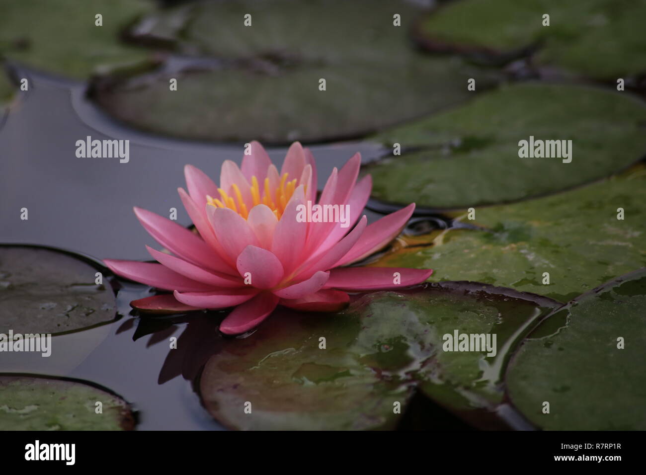 Eine schöne rosa Seerose oder Lotus Blume Stockfoto