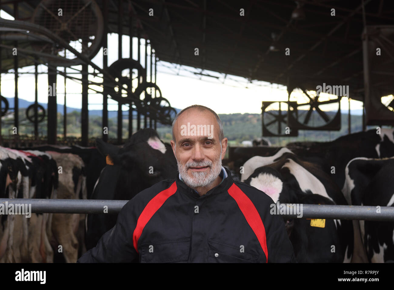 Porträt eines Bauern mit Kühen Stockfoto