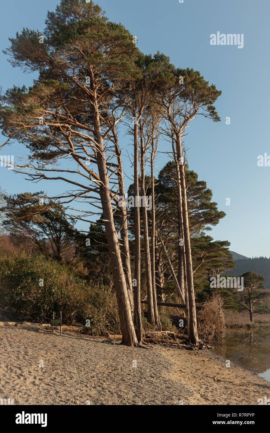 Scots Pine Trees oder Pinus Sylvestris in Dundag Bay, Muckross Lake, Killarney National Park, County Kerry, Irland Stockfoto