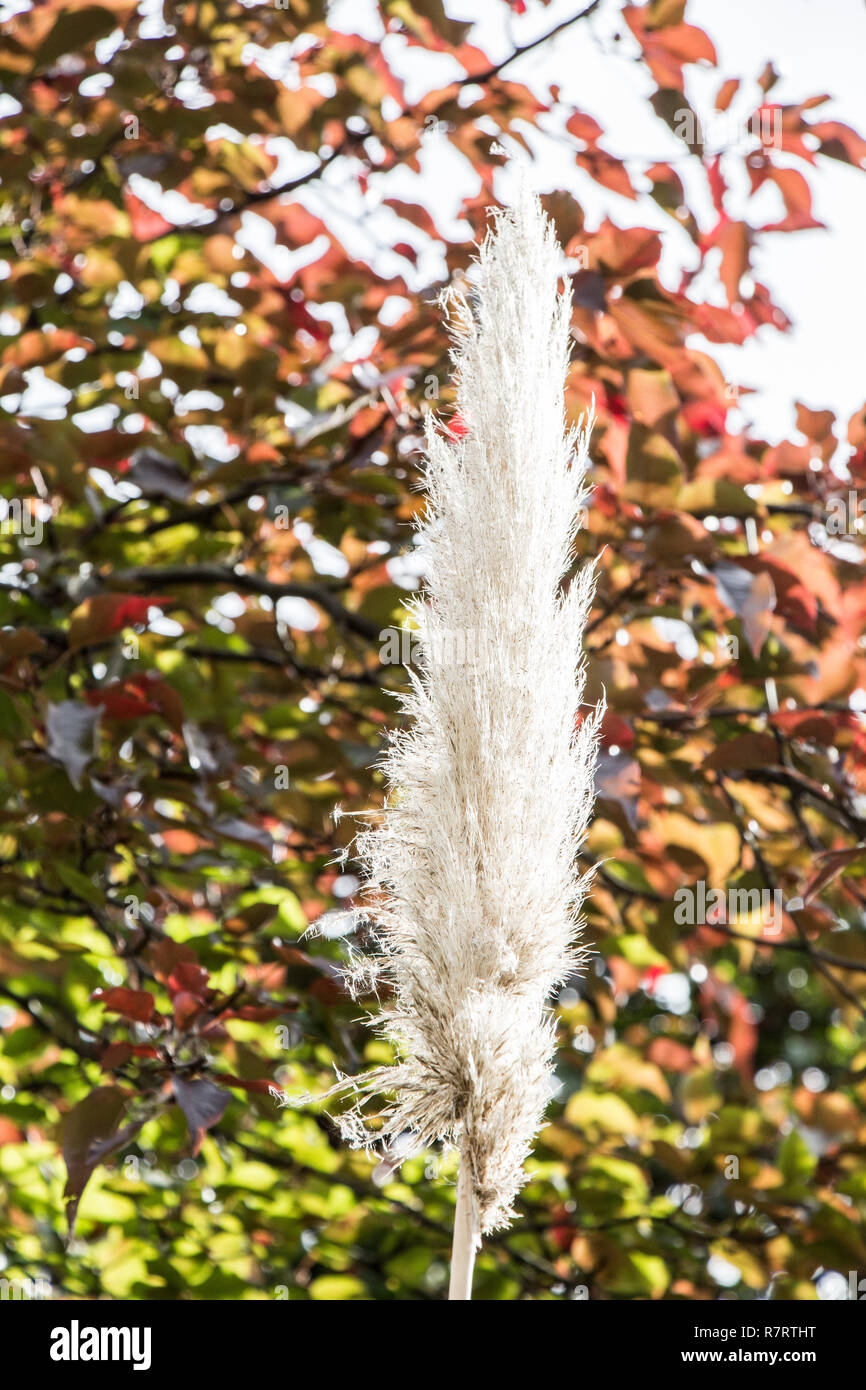 Cortaderia selloana, die gemeinhin als Pampas Gras bekannt, in der Ansicht Stockfoto