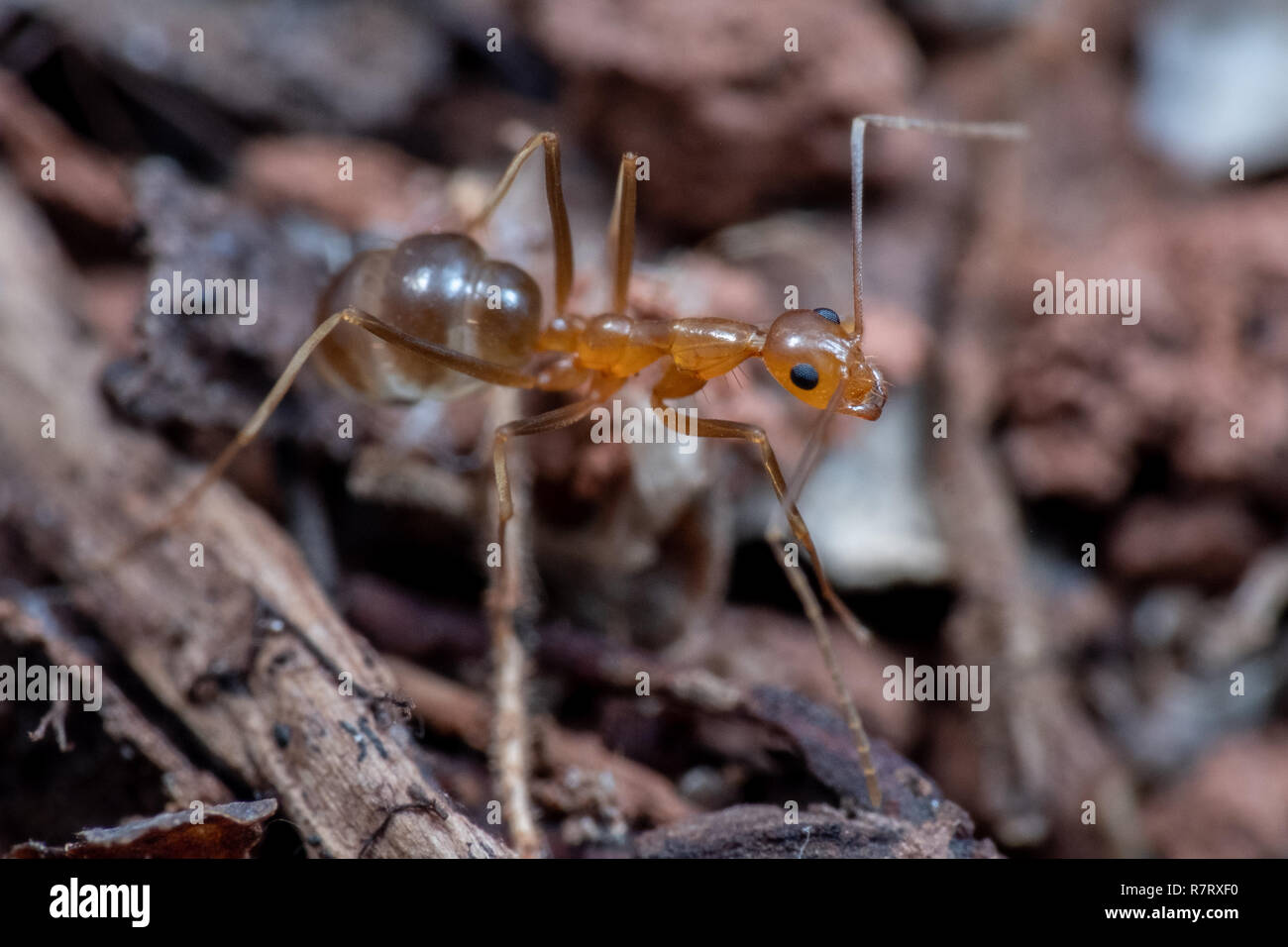 Invasive gelbe verrückte Ameisen (Anoplolepis gracillipes), eine der gefährlichsten invasiven Arten weltweit, in Queensland, Australien Stockfoto