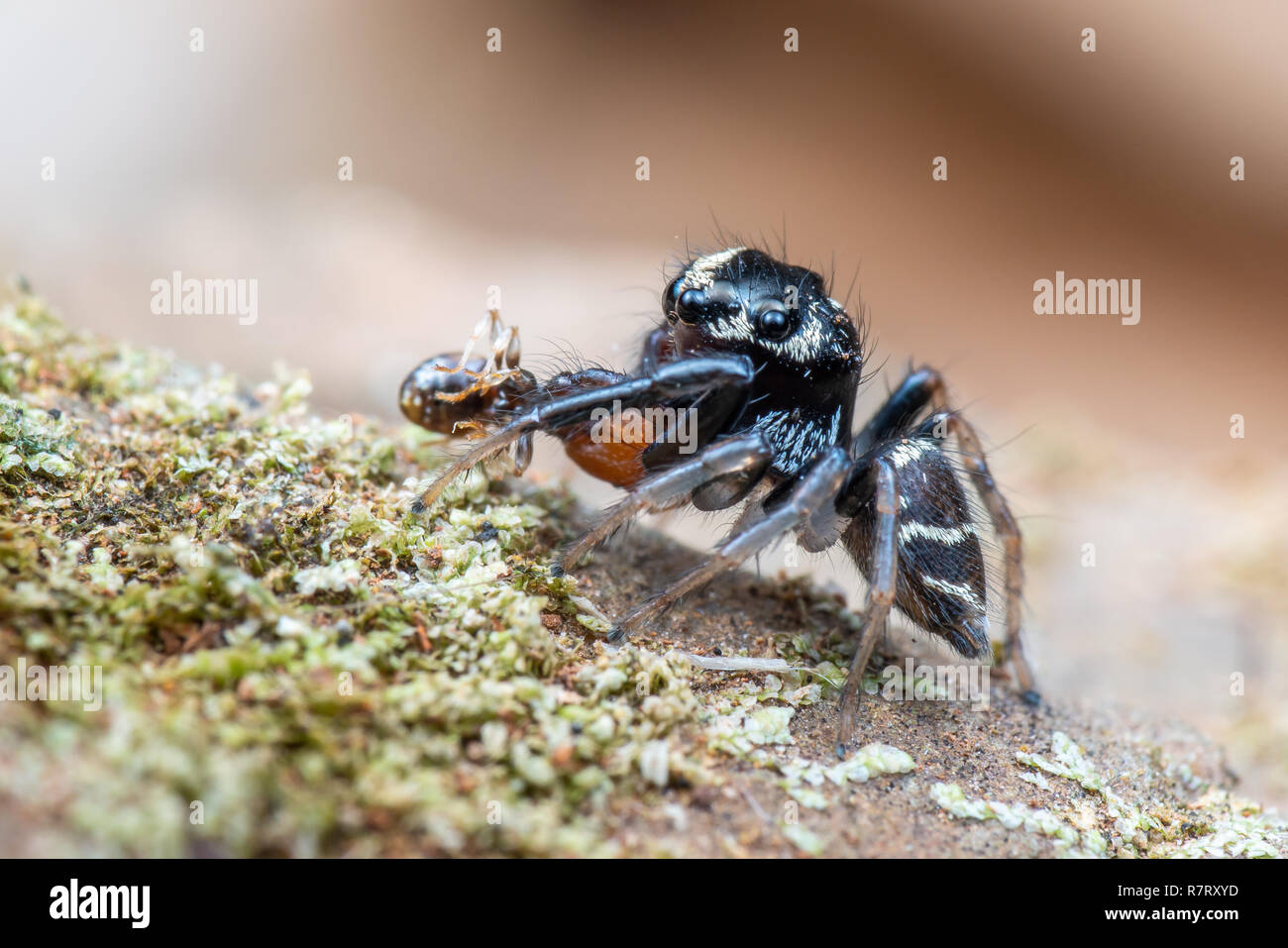 Cute jumping Spider in Australien essen eine Ant Stockfoto