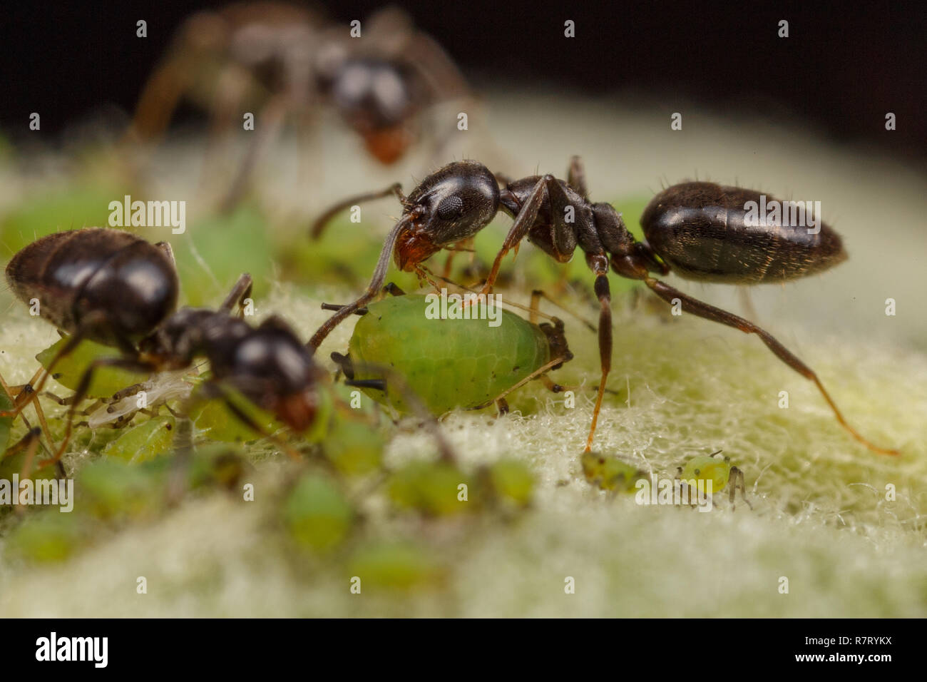 Technomyrmex Ameisen tendenziell grüne Blattläuse auf einem Apfelbaum, Albany, Western Australia Stockfoto
