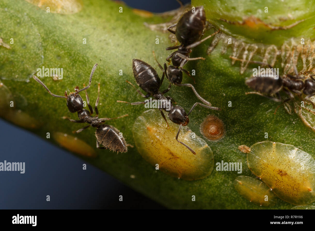Technomyrmex Ameisen tendenziell Skala Insekten auf einem Apfelbaum, Albany, Western Australia Stockfoto