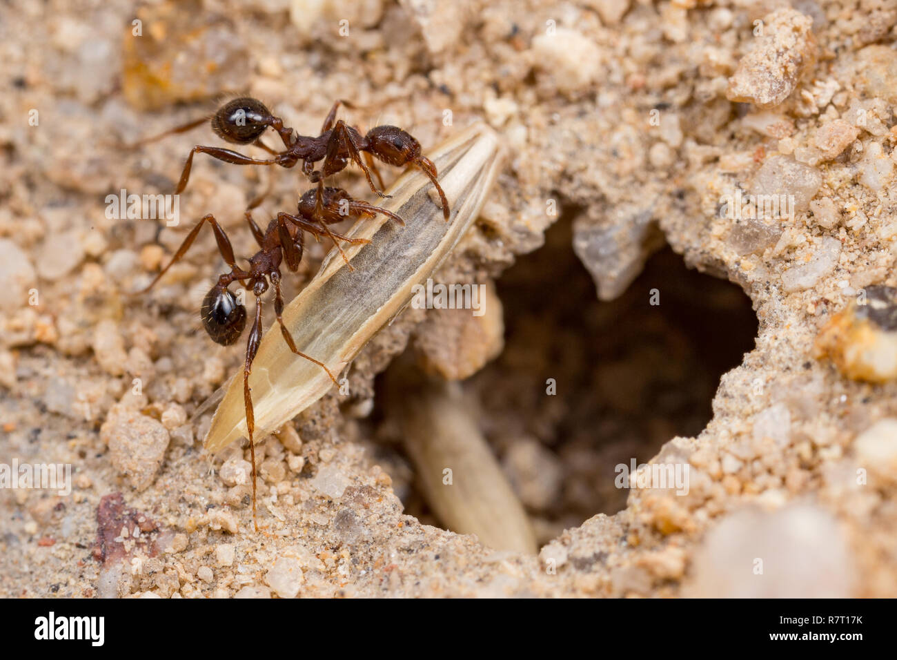 Pheidole hartmeyeri Ameisen sammeln Samen von Weidelgras in Westaustralien Stockfoto