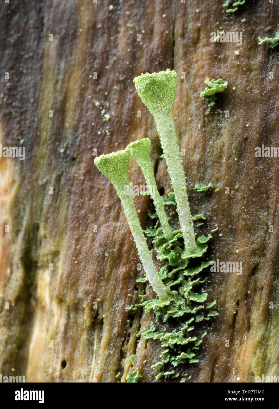 Flechten (Cladonia sp) wächst an der Seite des faulenden Baumstamm. Tipperary, Irland Stockfoto