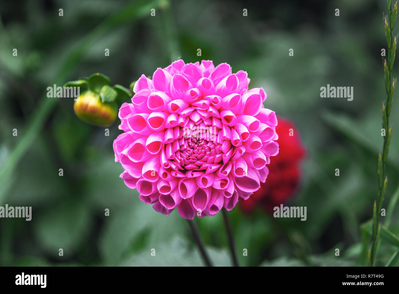 Rosa Ken's Choice Dahlie Blume Stockfoto