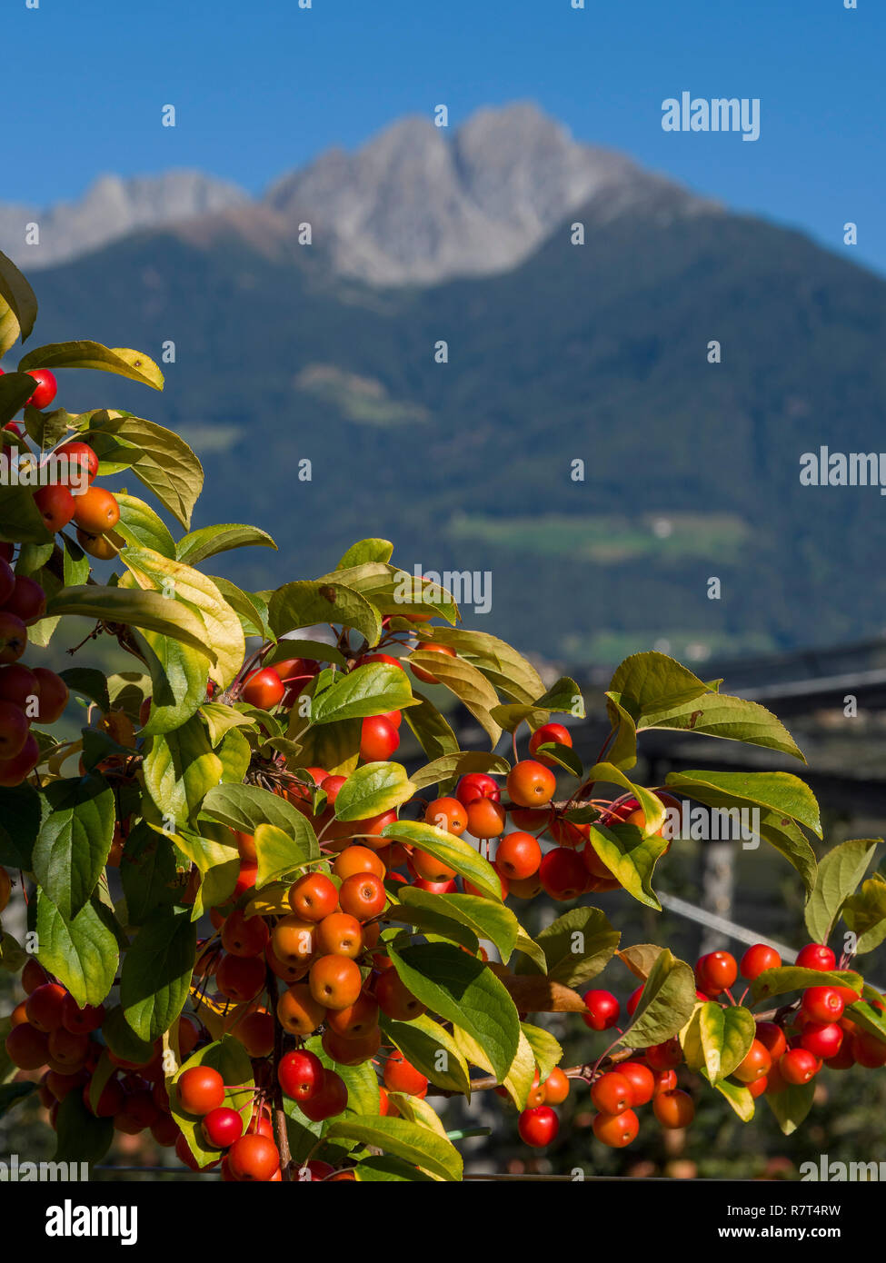 Europäische Kornelkirsche (Cornus Mas), Algund Dorf in der Nähe von Meran, Region Süd Tyrol-Bolzano, Italien, Europa Stockfoto