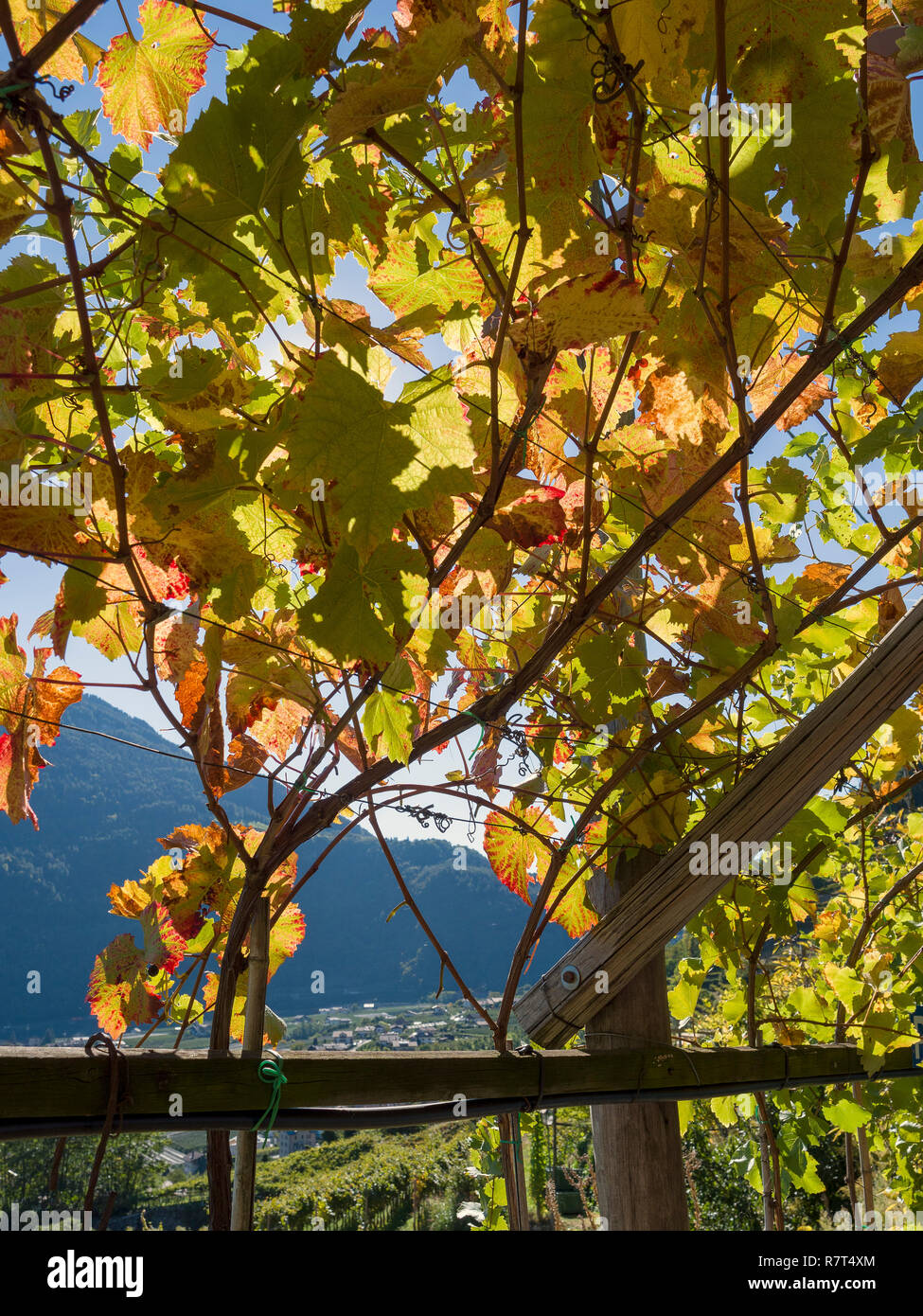 Wein anbau an Konrad, Algund Dorf in der Nähe von Meran, Region Süd Tyrol-Bolzano, Italien, Europa Stockfoto