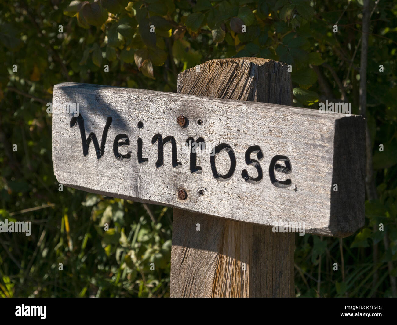 Wein Lehrpfad am Wanderweg Algunder Waalweg, Algund Dorf in der Nähe von Meran, Region Süd Tyrol-Bolzano, Italien, Europa Stockfoto