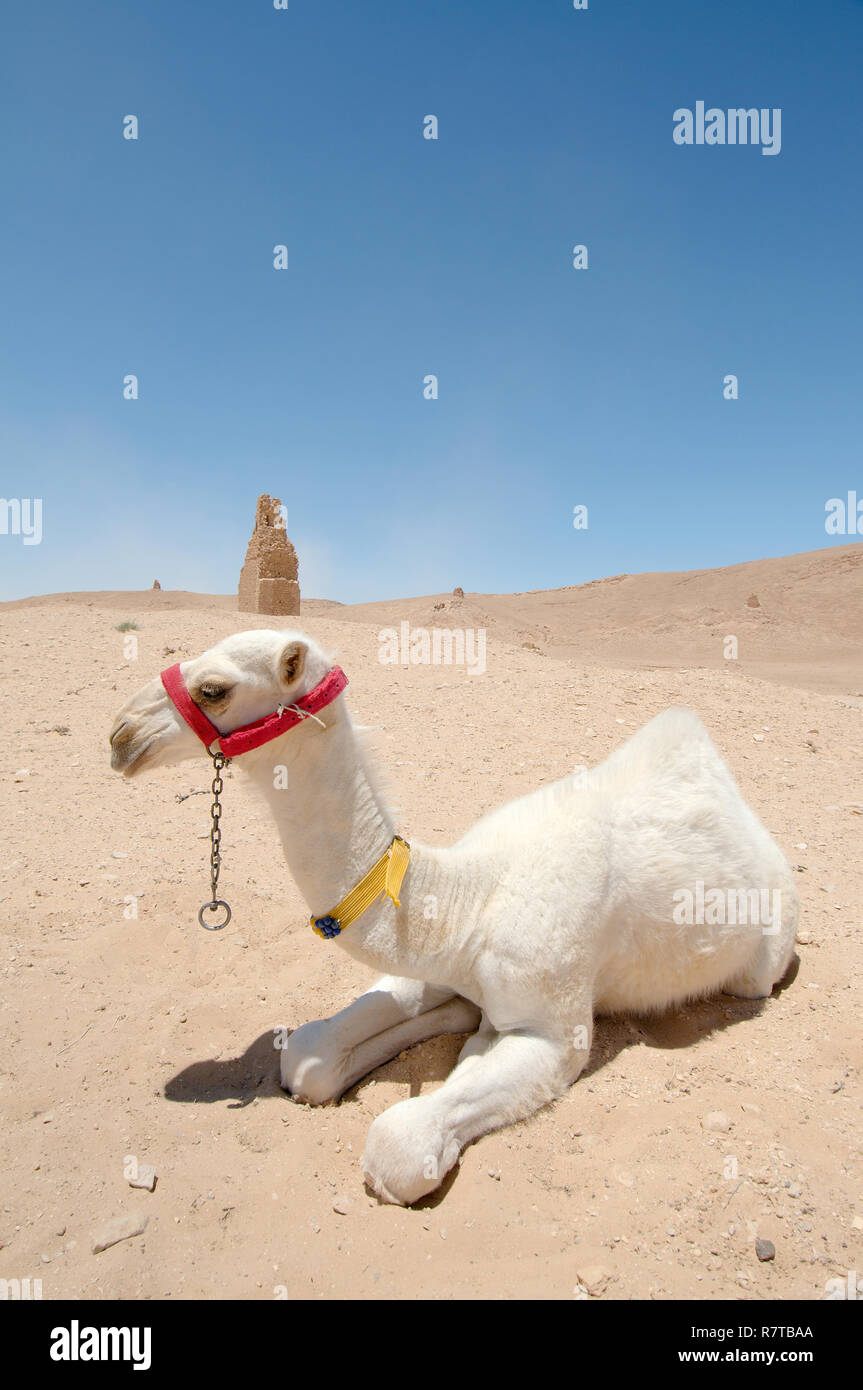 White Arabian Camel (Camelus dromedarius), Junge sitzt auf dem Sand, Tadmur, Palmyra, Homs Governatorat, Syrien Stockfoto