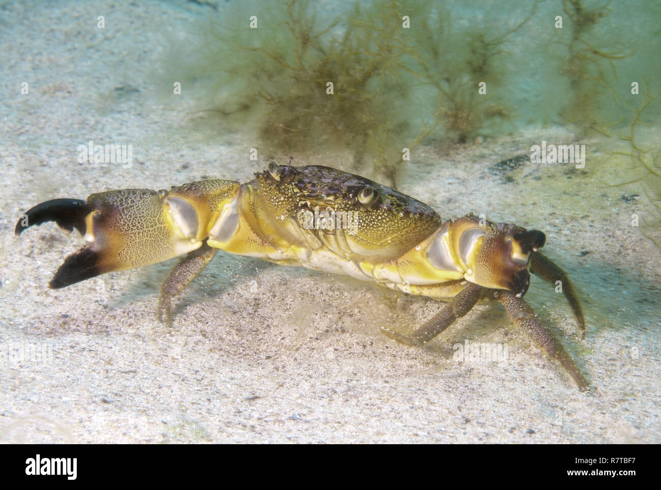 Warty Crab oder Gelb Krabbe (Eriphia verrucosa), Schwarzes Meer, Krim, Ukraine Stockfoto