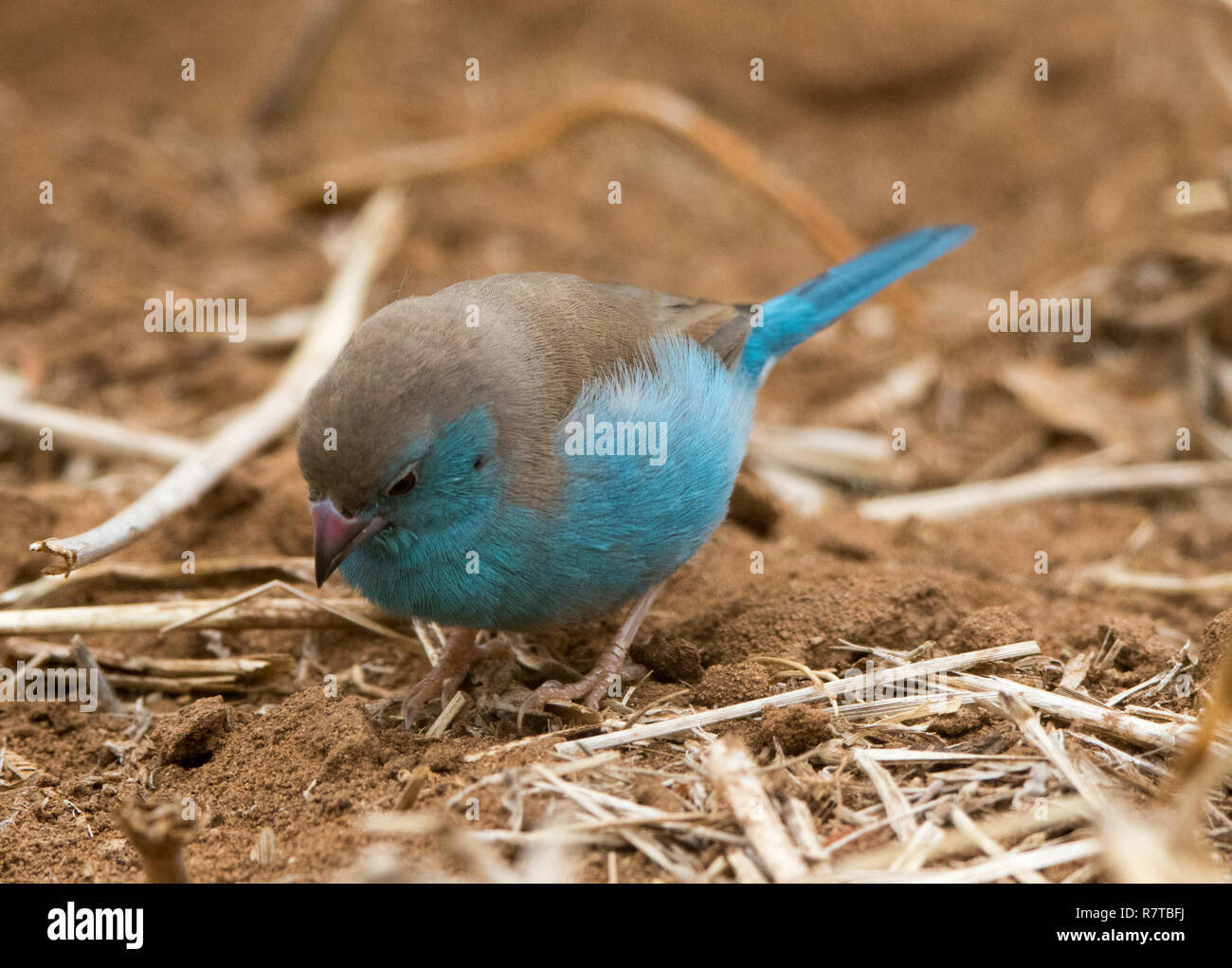 Blau Uraeginthus angolensis Waxbill{} Stockfoto