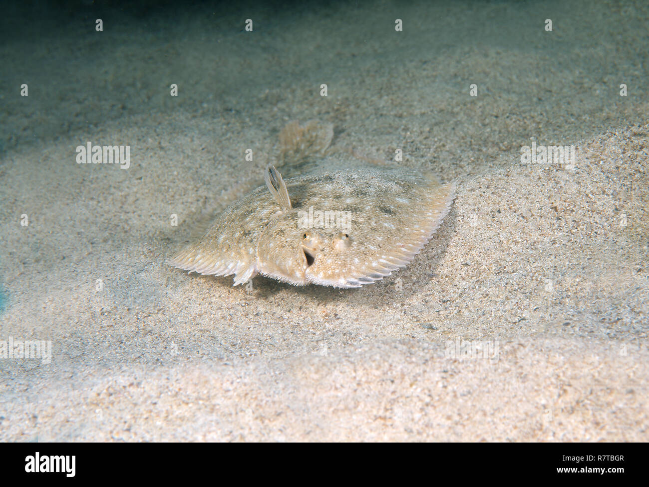 Snouted Seezunge ( Solea Solea nasuta nasuta Lascaris,), Schwarzes Meer, Krim, Ukraine Stockfoto