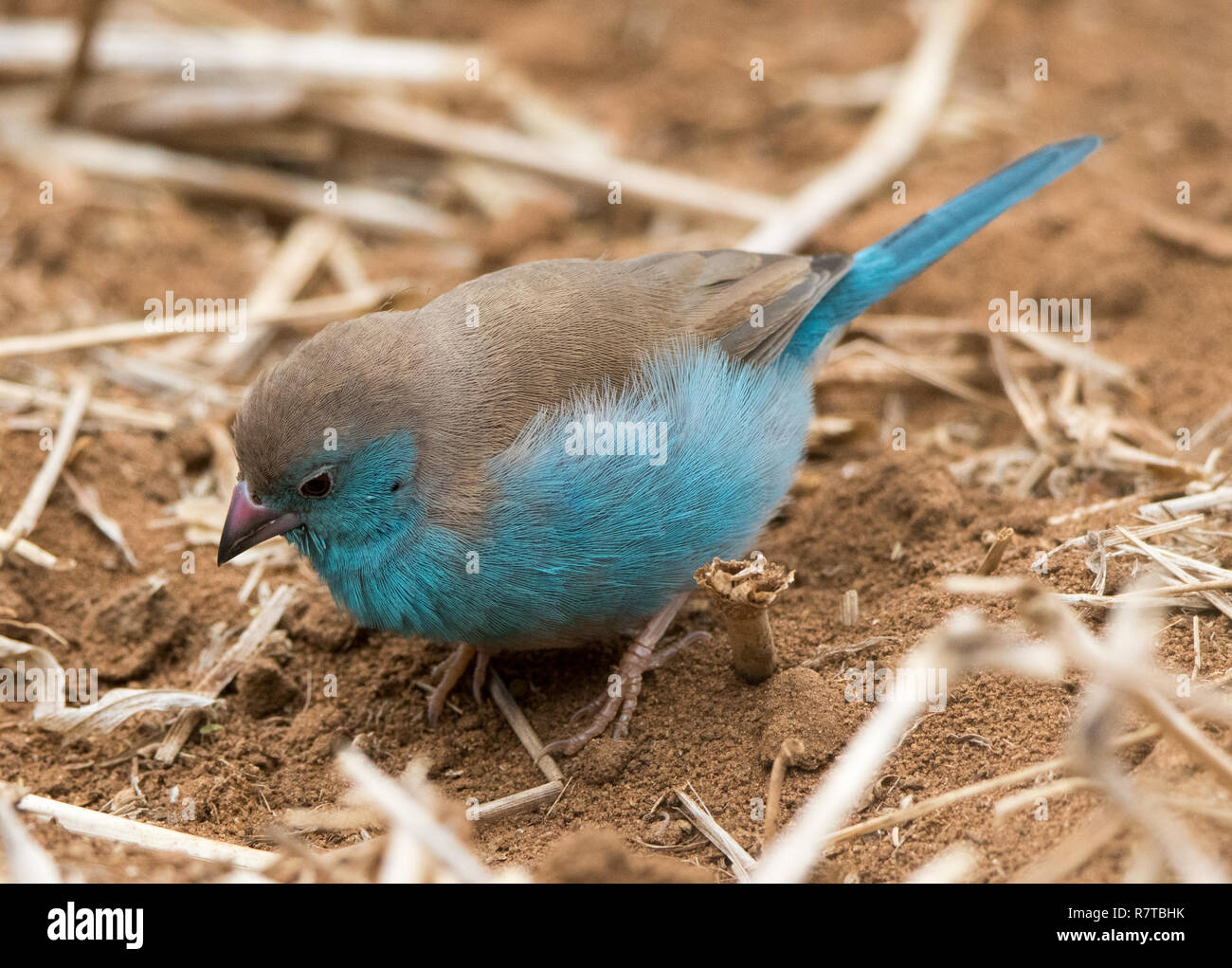 Blau Uraeginthus angolensis Waxbill{} Stockfoto