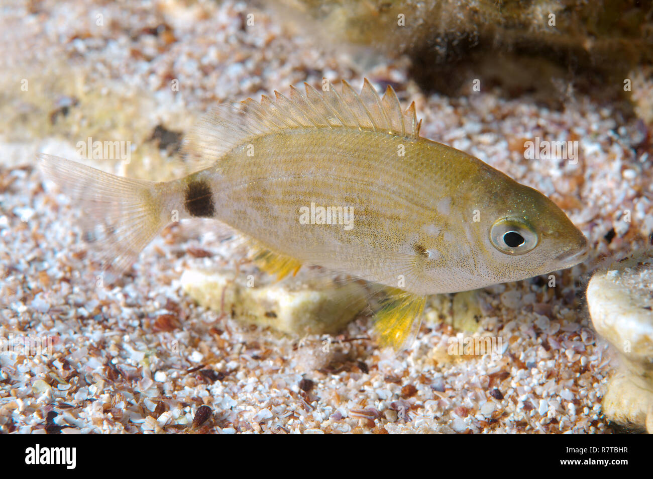 Ringförmige Dorade (Diplodus annularis), Schwarzes Meer, Krim, Ukraine Stockfoto