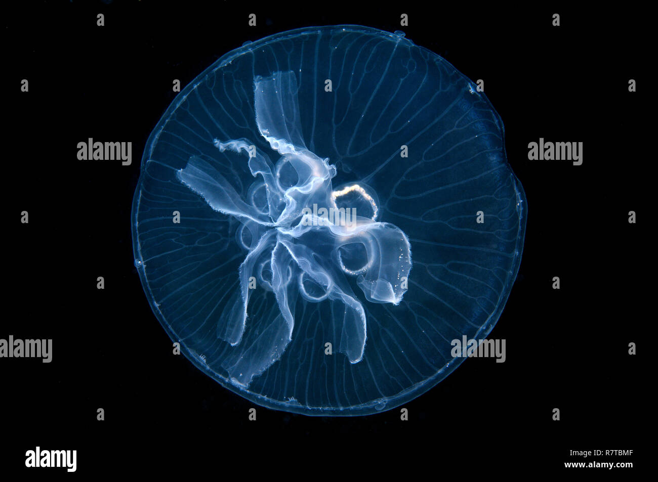 Moon Jelly (Aurelia aurita), hier eine Mutation mit sieben Gonaden statt vier, Krim, Ukraine Stockfoto