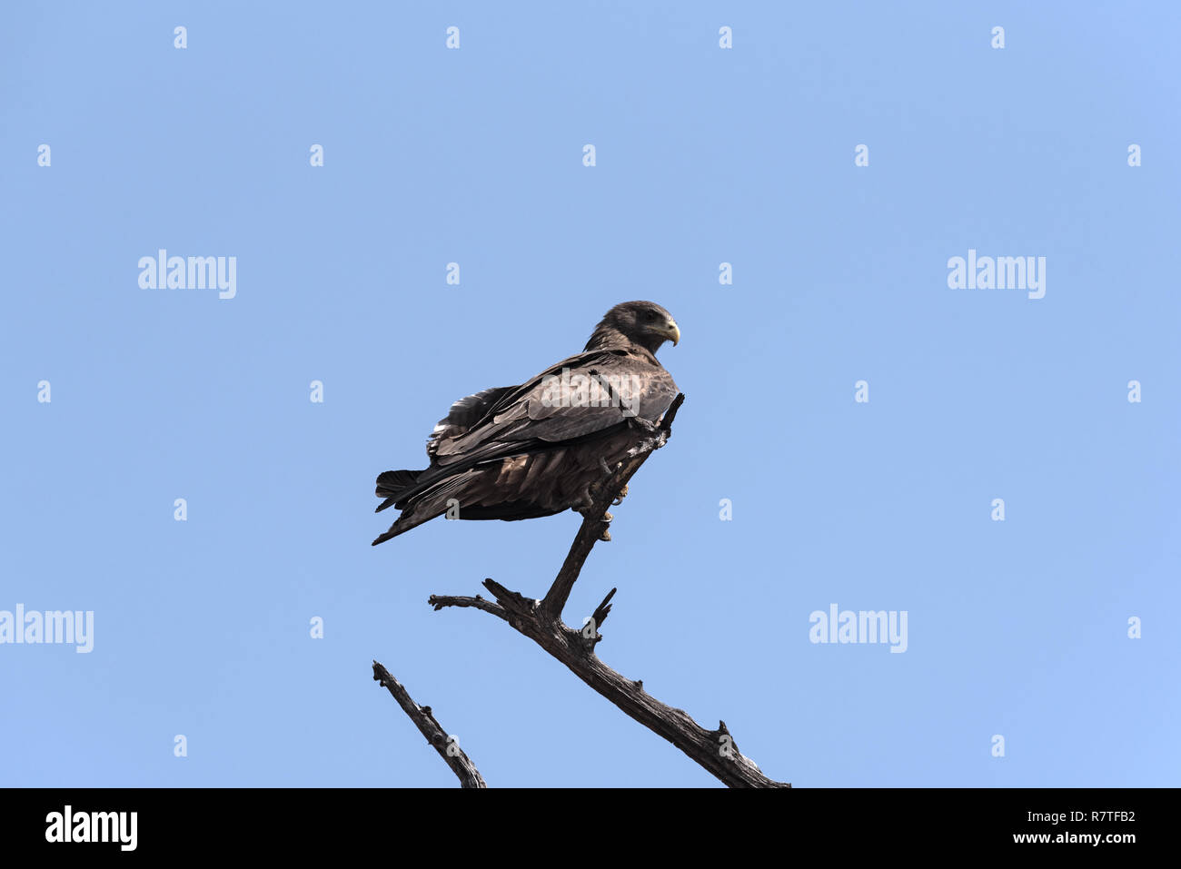 Ein Tawny Eagle auf einem Zweig in den Chobe National Park, Botswana Stockfoto