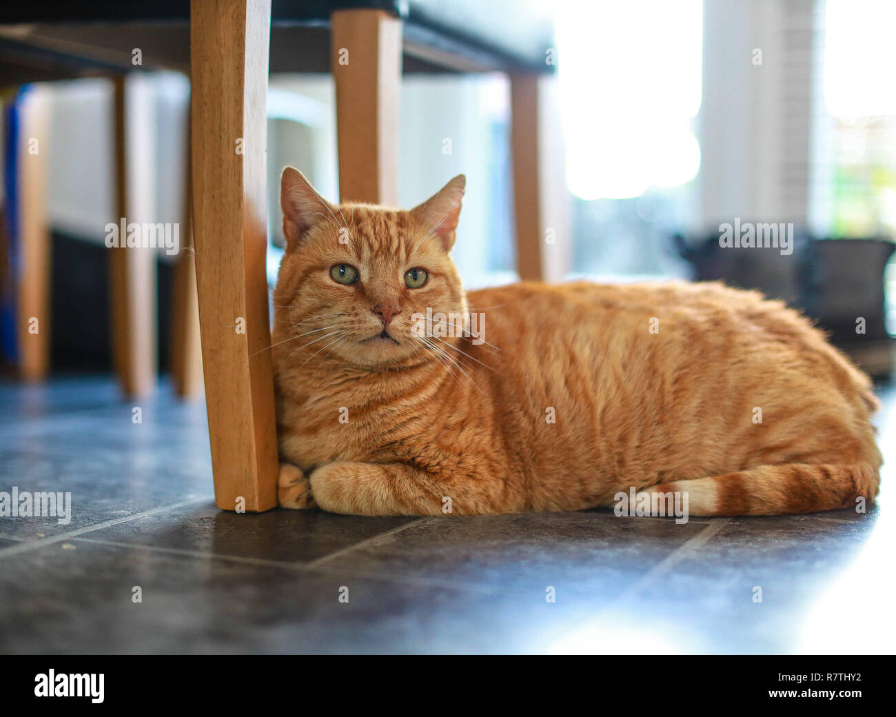 GINGER CAT SAT AUF DEM BODEN UNTER DEM TISCH Stockfoto
