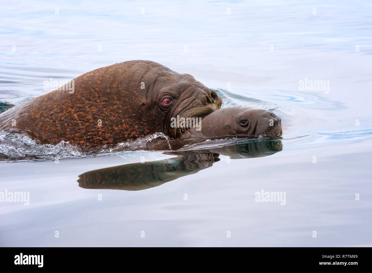 Walross (Odobenus rosmarus) schwimmen im Wasser, Erwachsene mit Jungen, Wrangel Insel, Sibirien, Russland Stockfoto