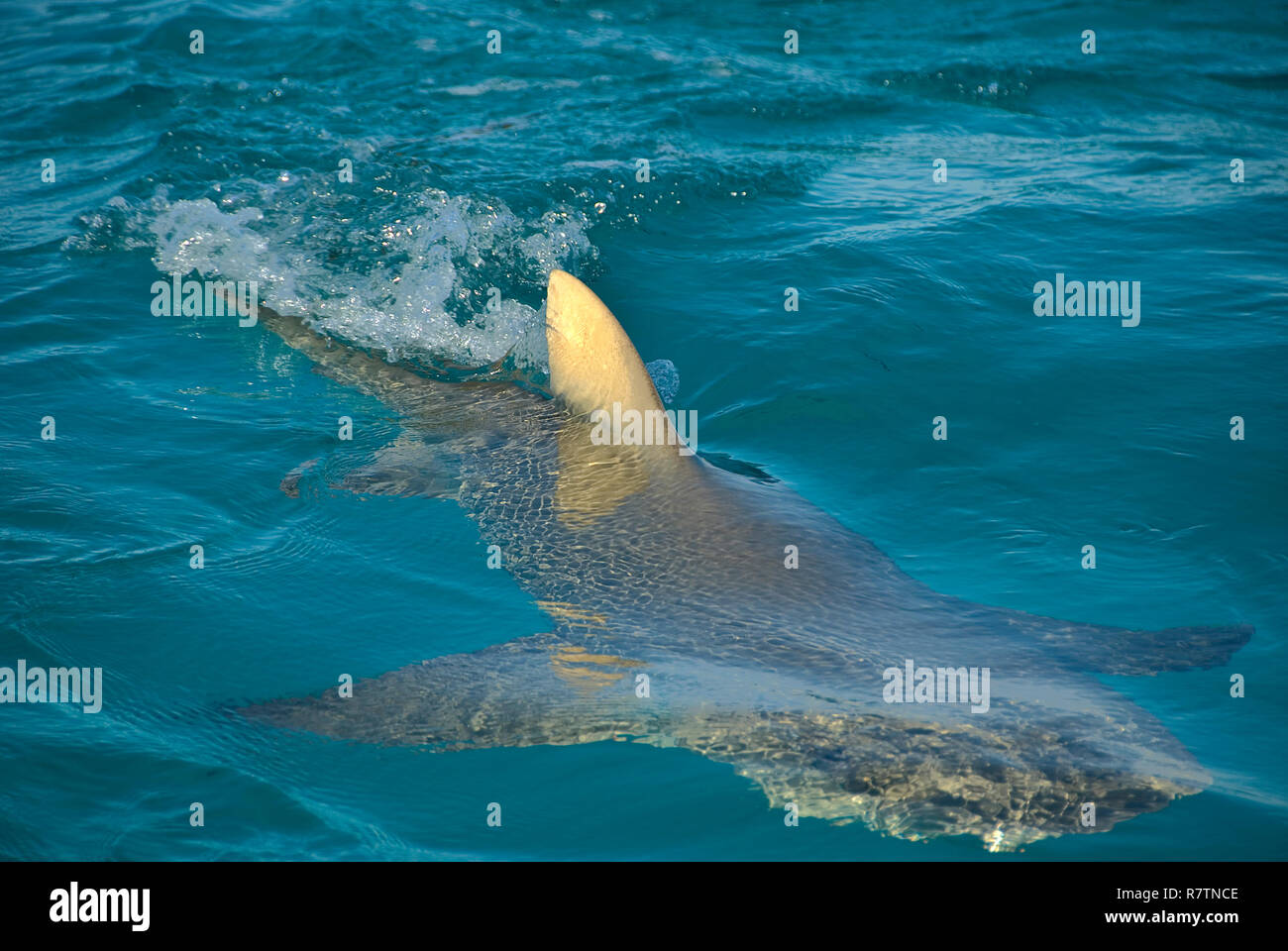 Lemon shark (Negaprion brevirostris) Schwimmen an der Oberfläche, Bahama, Bahamas Stockfoto