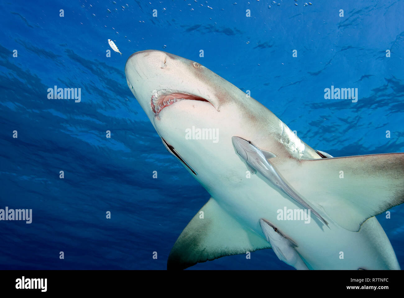 Lemon shark (Negaprion brevirostris) mit schiffshaltern (Echeneidae) im blauen Wasser, Bahama, Bahamas Stockfoto