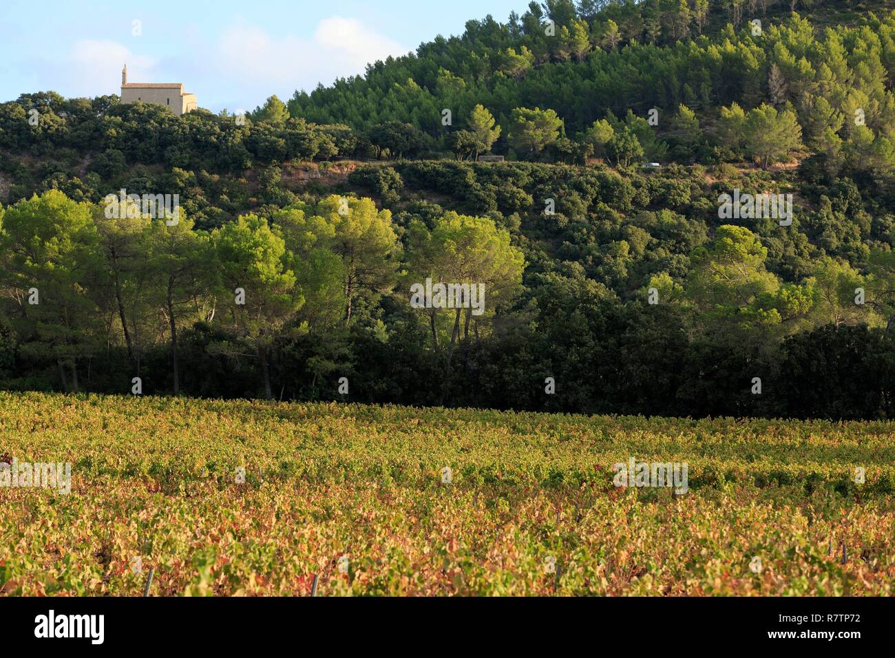 Frankreich, Var, Dracenie, Taradeau, Saint Martin Schloss, AOC Cotes de Provence, St. Martin Kapelle (12. Jahrhundert) im Hintergrund Stockfoto