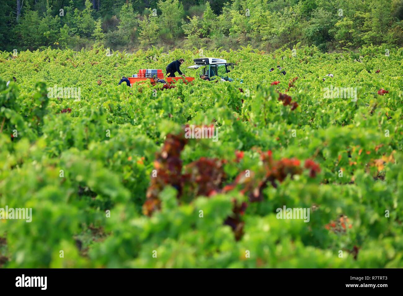 Frankreich, Var, Dracenie, Saint Antonin du Var, Ernte im Chateau Mentone, AOC Cotes de Provence, biologische Landwirtschaft Stockfoto