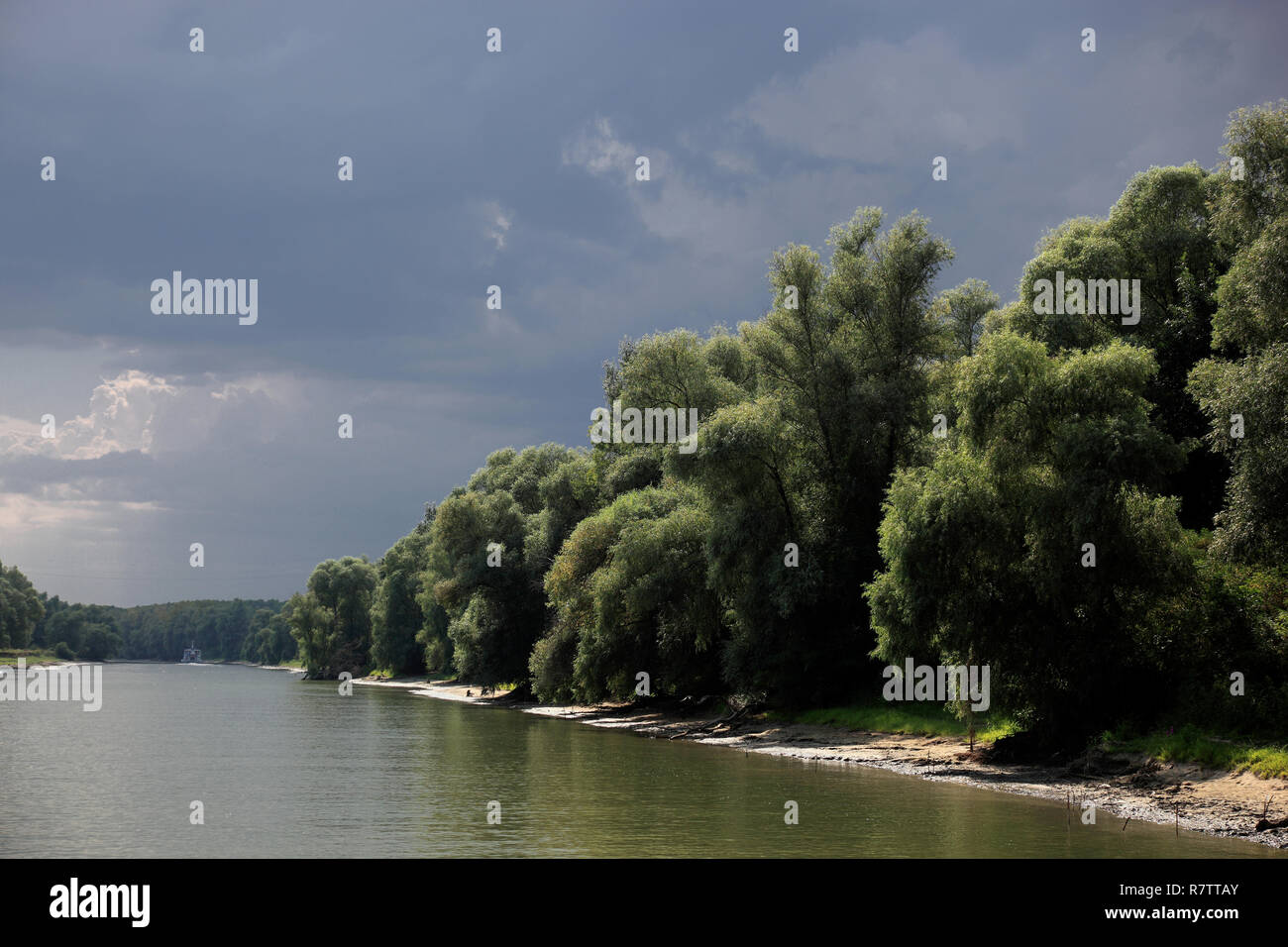 Donau, Donaudelta, Biosphärenreservat, in der Nähe von Tulcea, Rumänien Stockfoto