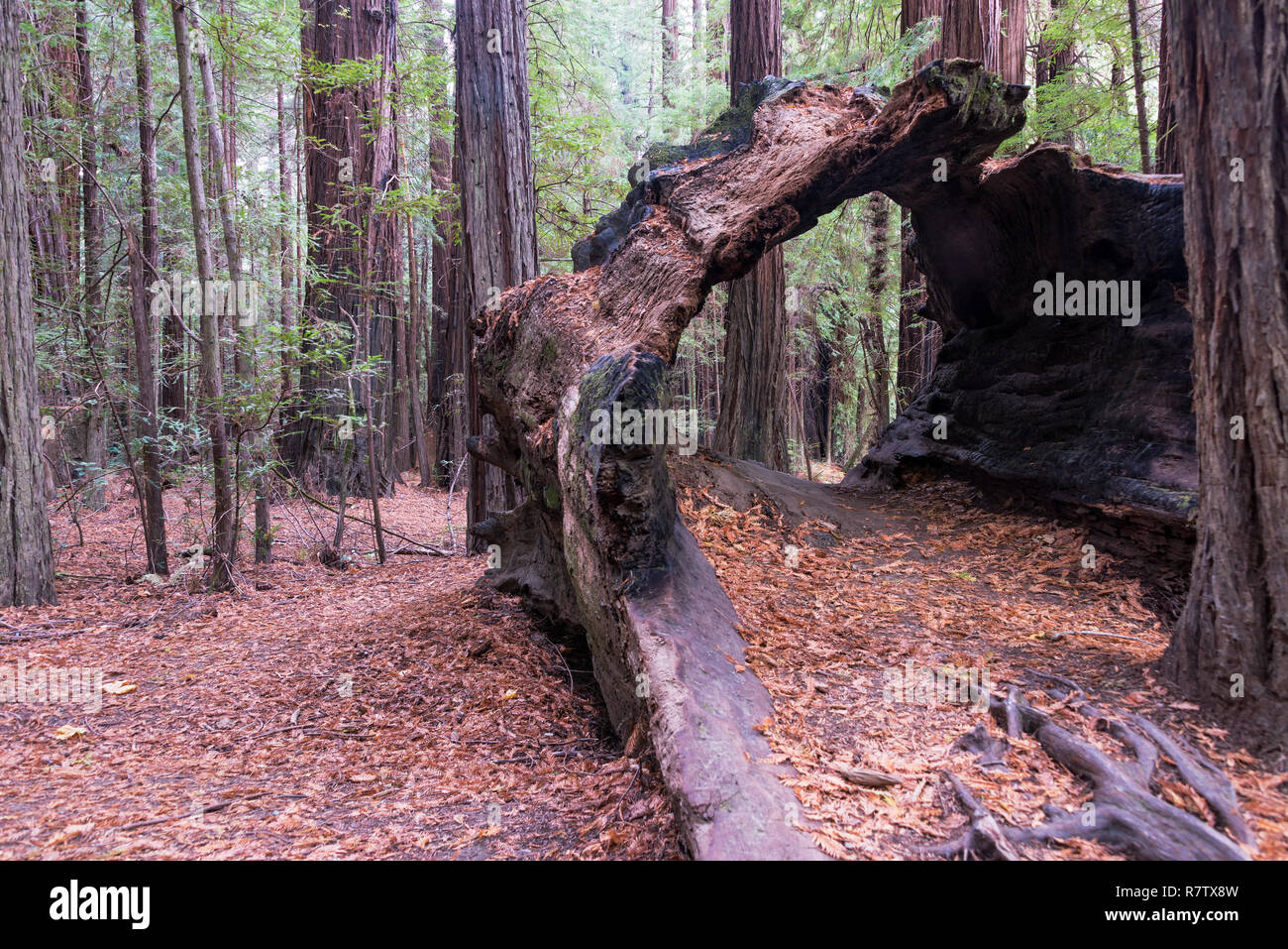 Hohl Redwood Tree stump im Humboldt Redwoods State Park in Kalifornien Stockfoto