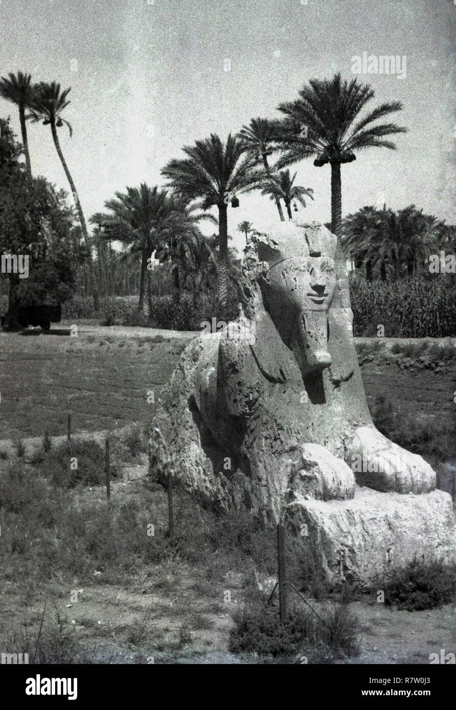 1950er Jahre, historischen, antiken Kalkstein Skulptur einer Sphinx sitzt in einem Feld, Ägypten. Stockfoto