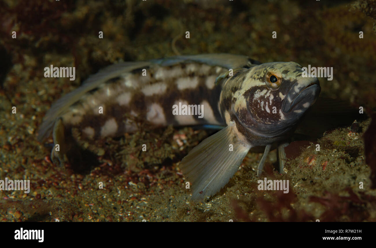 Rathbunella hypoplecta, Bluebanded Ronquil, männlich Stockfoto