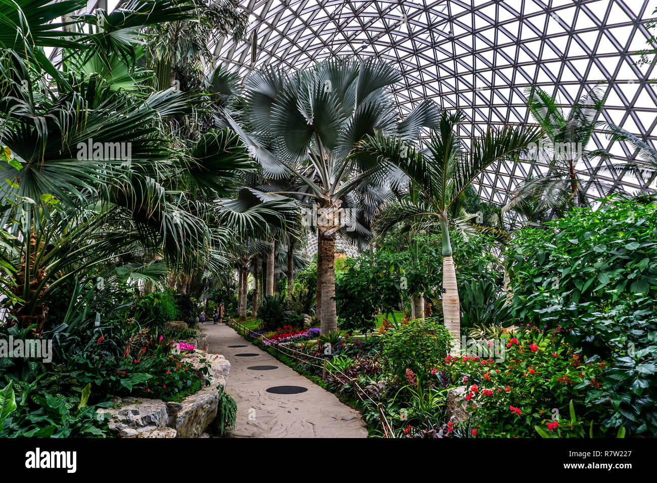 China Shanghai Botanischer Garten Gewachshaus Verschiedenen Palmen