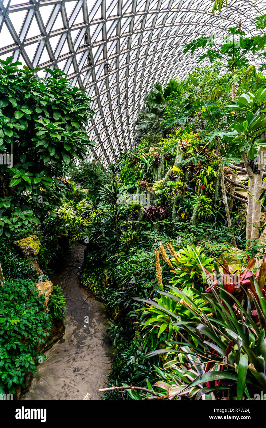 China Shanghai Botanischer Garten Gewächshaus feuchten subtropischen Klima Pflanzen und Bäume Stockfoto