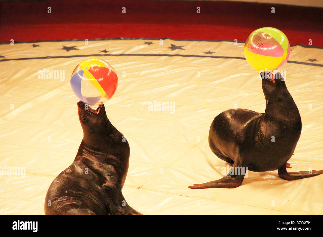 Ausgebildete Pelzrobben, die Show mit Kugeln auf zirkusarena. Meeressäuger durchführen in der Arena des Circus. Die Leistung von Pelzrobben in Circus Stockfoto