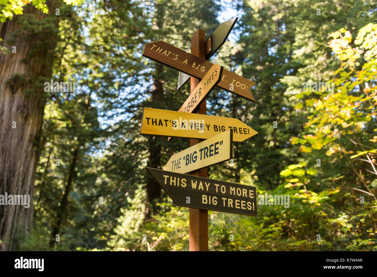 Ein Wegweiser zeigt in alle Richtungen, in denen die größten Bäume im Redwood National Park, Kalifornien, USA gesehen werden kann. Stockfoto