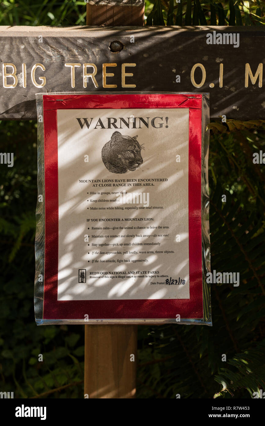 Aushang am Eingang eines der Wanderwege für den Mountain lions Sichtung im Redwood National Park, Kalifornien, USA. Stockfoto